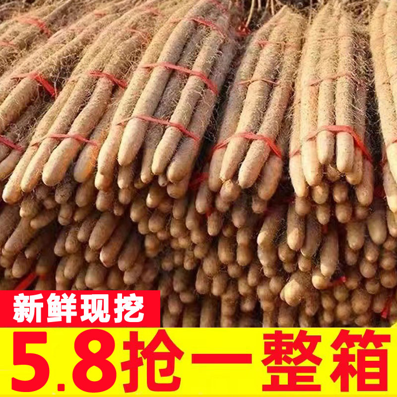 正宗河南焦作温县铁棍山药怀山药现挖新鲜垆土铁柜山药淮山药40长