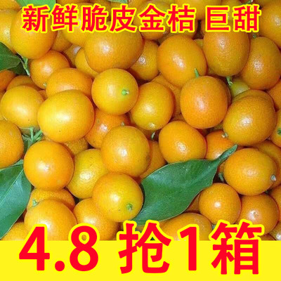 桂林脆皮金桔广西小金桔