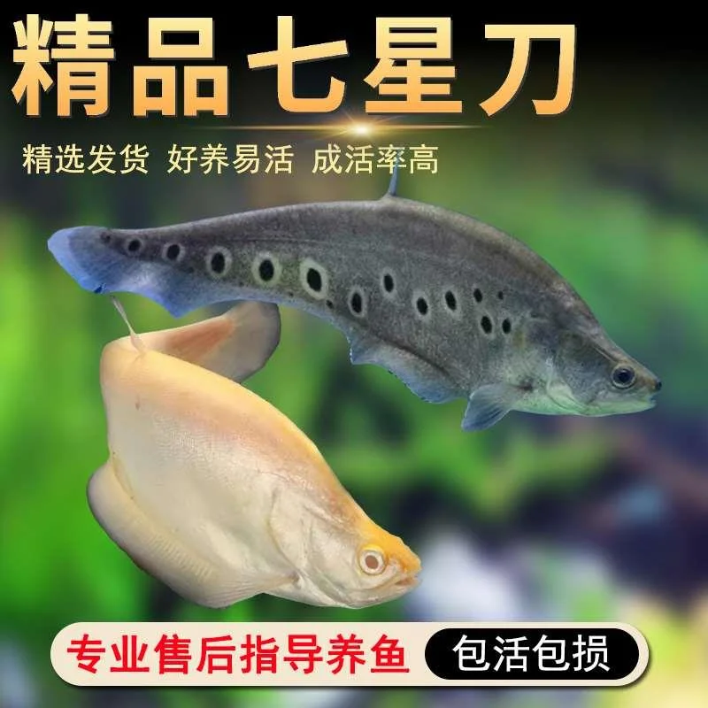 七星刀鱼热带大型观赏鱼七星刀魔鬼刀鱼底层鱼龙鱼配鱼白化七新品