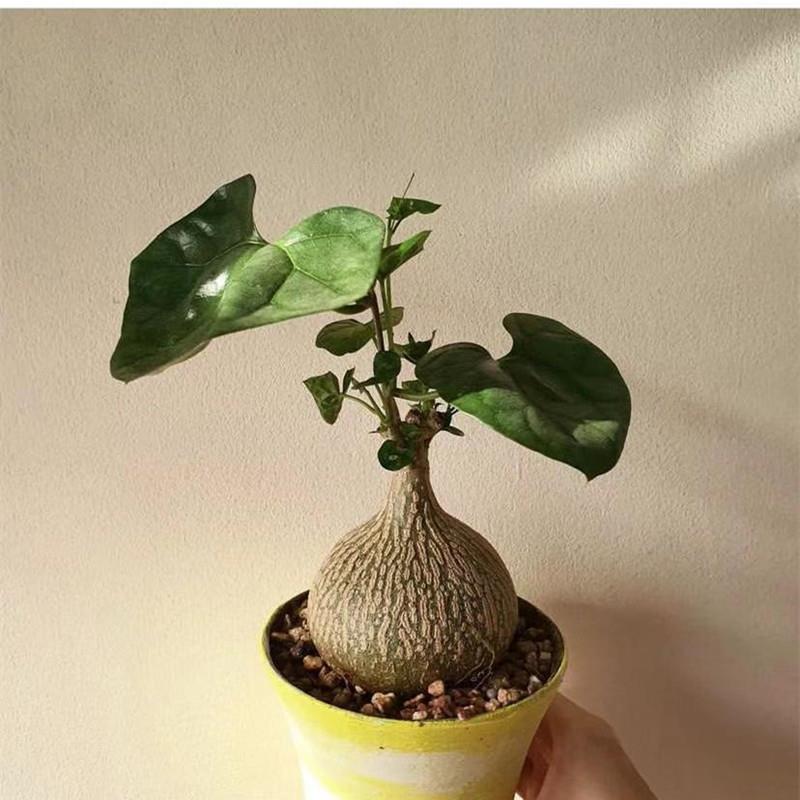 睡布袋仙人球块根植物网红绿植爬藤花卉室内盆栽花卉仙人掌好养活