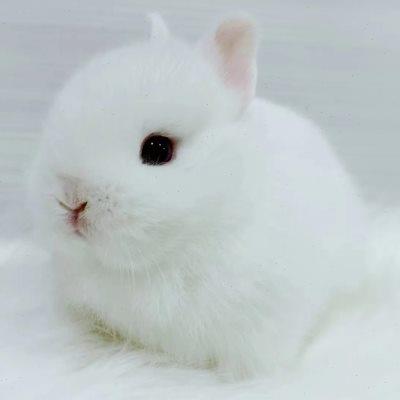 迷你侏儒兔子活物凤眼海棠小型茶杯兔长不大宠物垂耳兔活体小白兔