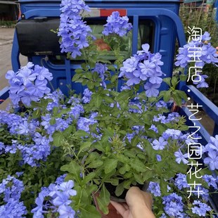 蓝雪花盆栽藤本爬藤 庭院花园耐热耐晒藤蔓植物 四季 阳台盆栽