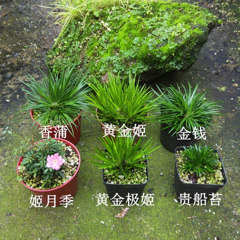 贵船苔黄金极姬龙根金钱菖蒲野草老桩菖蒲苗虎须水培附石微型盆景
