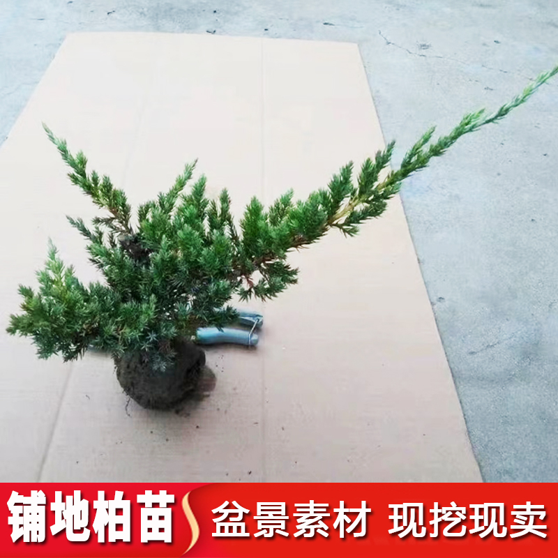 地柏苗柏树沙地柏铺地柏盆景造型素材苗四季常青庭院绿化耐寒松柏