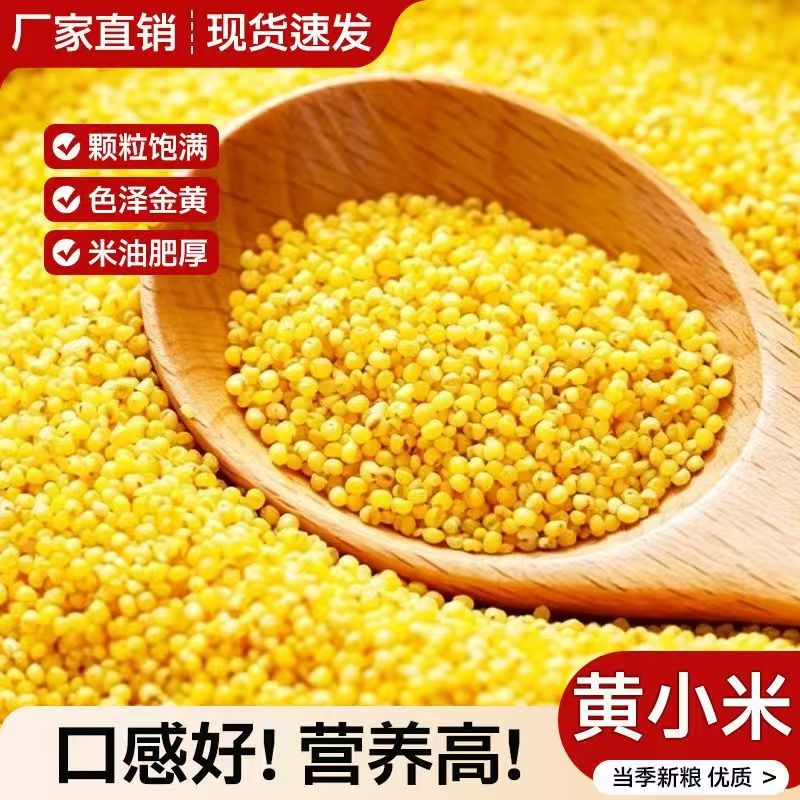 东北小米新米小黄米新小米农家五谷杂粮油糯小米黄小米粥养胃早餐