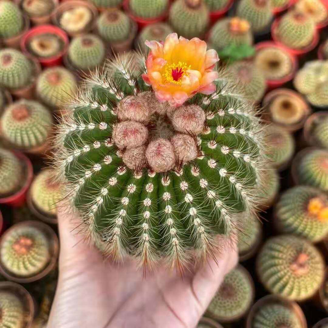【基地直供】家居花卉植物盆栽花卉绿植仙人球植物南国玉