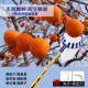 摘柿子神器伸缩杆摘柿子 10米 神器高空摘水G果神器工具采摘器6