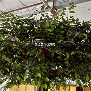 仿真榕树室外玻璃钢大榕树餐厅假榕树装K饰摆设假树商场落地花艺