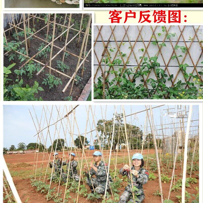 竹竿菜园搭架竹杆条2p米s豆角黄瓜爬藤架竹子竹篱笆围栏架杆棍架