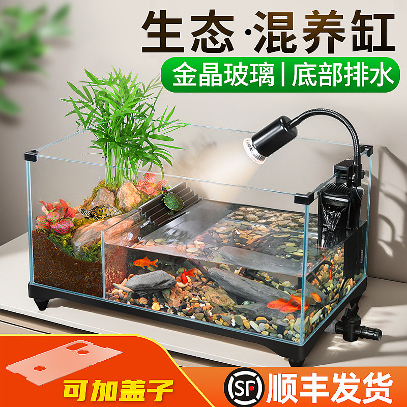 水陆两栖分离缸带隔板黄缘安缘龟图片