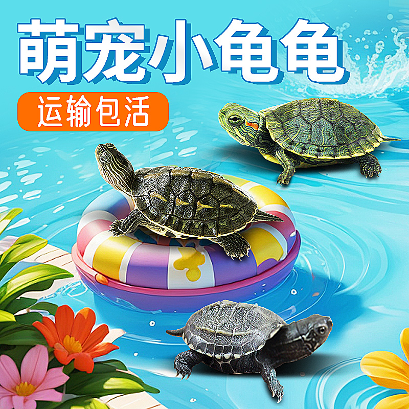 乌龟货物活体宠物观赏长寿小乌龟