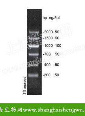 DNA Marker V 50T 250ul DNA Marker 分子O量标准 R04034 核酸电