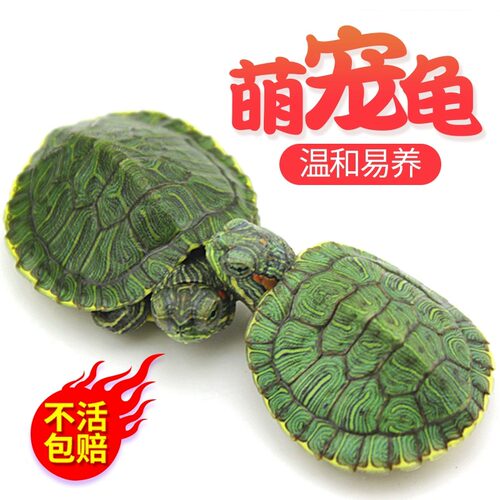 招财巴西龟草龟活体宠物珍珠龟苗