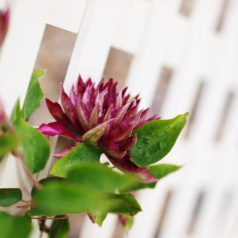 伟伟园艺 铁线莲花炎 新老枝条重瓣 大花 阳台庭院地栽 妖艳耐晒