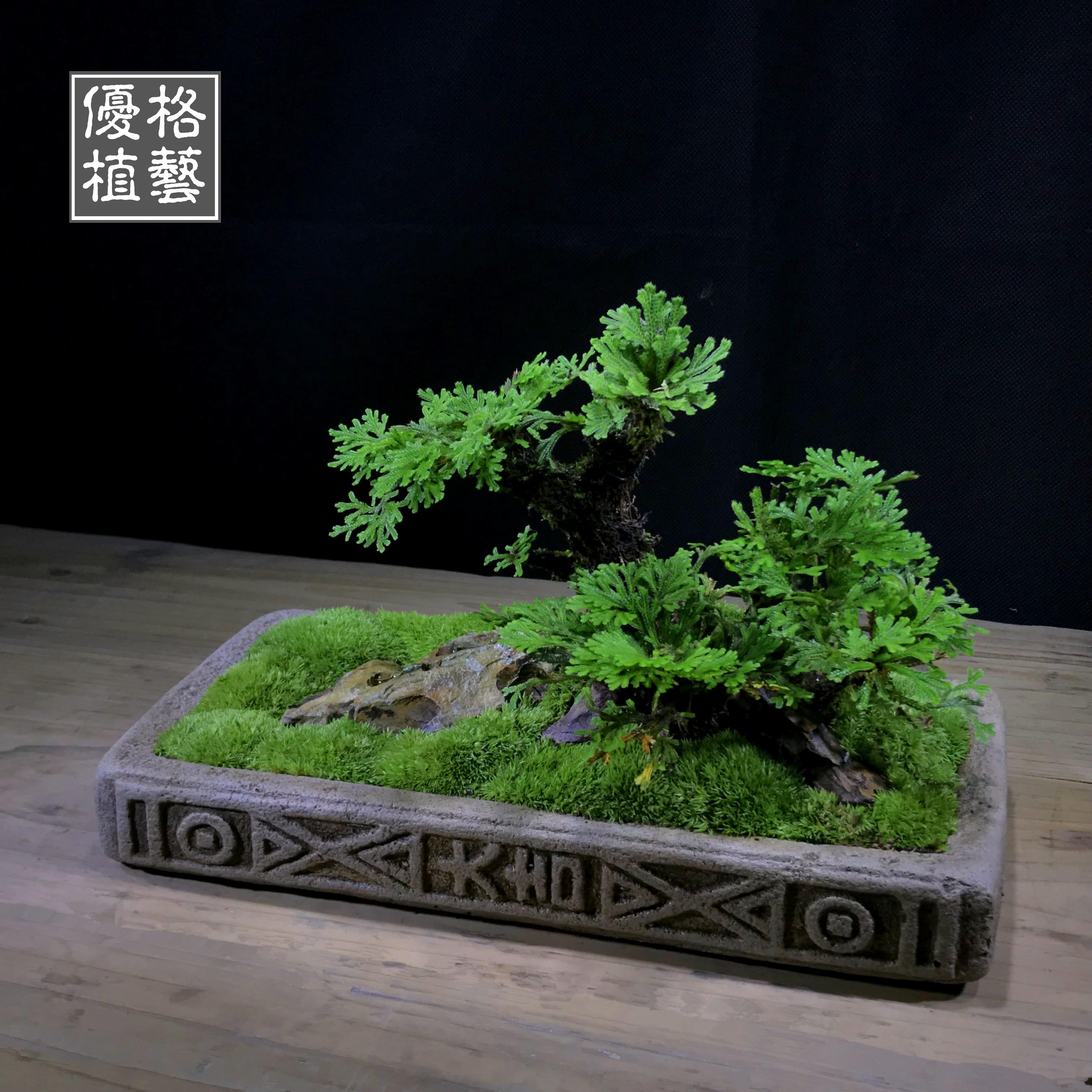 不老松卷柏小盆栽盆景菖蒲懒人植物防辐射九死还魂草岩松禅意包邮