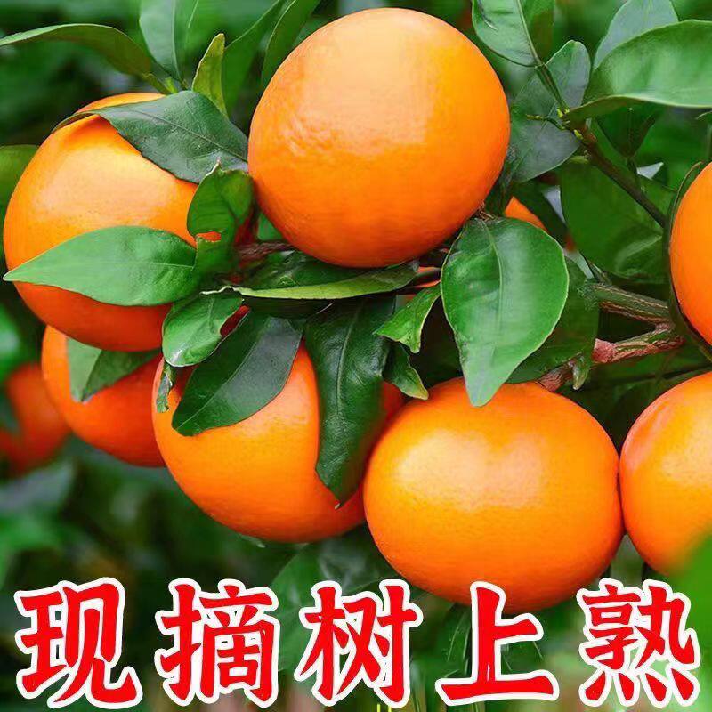 广西武鸣沃柑10斤当季新鲜水果