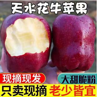 红蛇粉面沙糯甜粉小孩老人 甘肃天水花牛苹果水果新鲜当季 彩箱