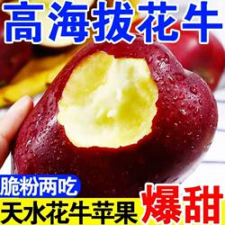 2025甘肃天水花牛苹果正宗新鲜蛇水果彩箱应季粉面香甜孕妇甜苹果