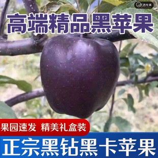 【精美礼盒装】正宗黑钻苹果花牛送礼黑卡新鲜脆甜粉黑苹果冰糖心