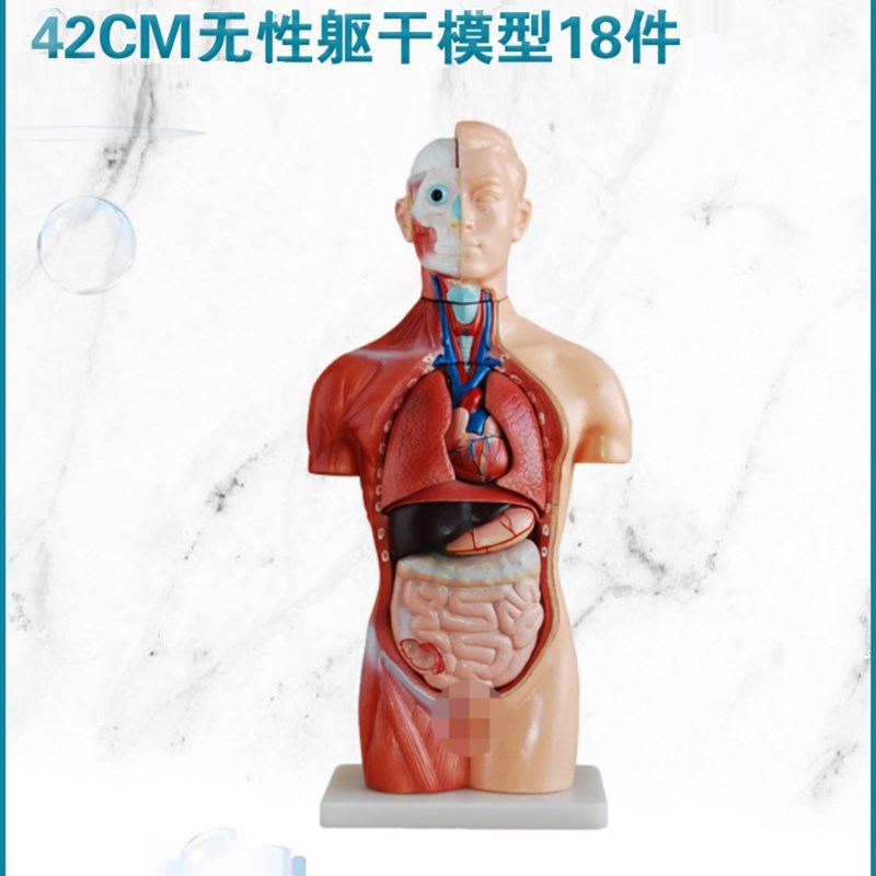弘模HOM/XC207无性躯干模型18件42CM 可拆分 附内脏O 人体解剖结