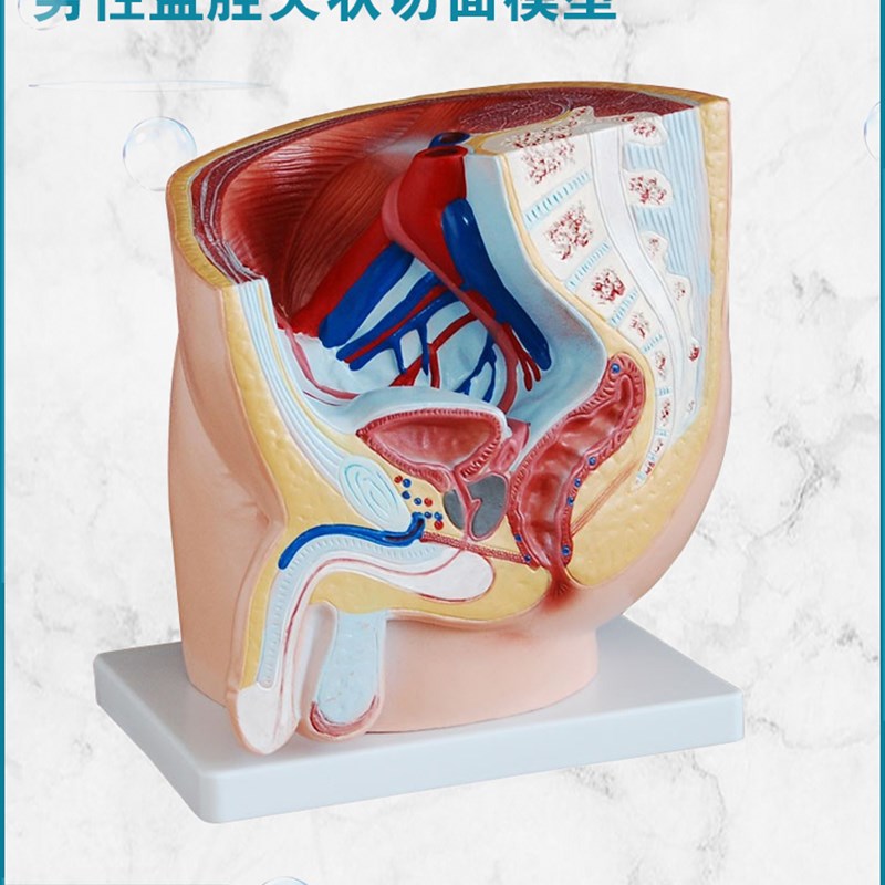 弘模男性矢c状解剖模型(1件)膀胱直肠生殖器官医学护理学生护士理