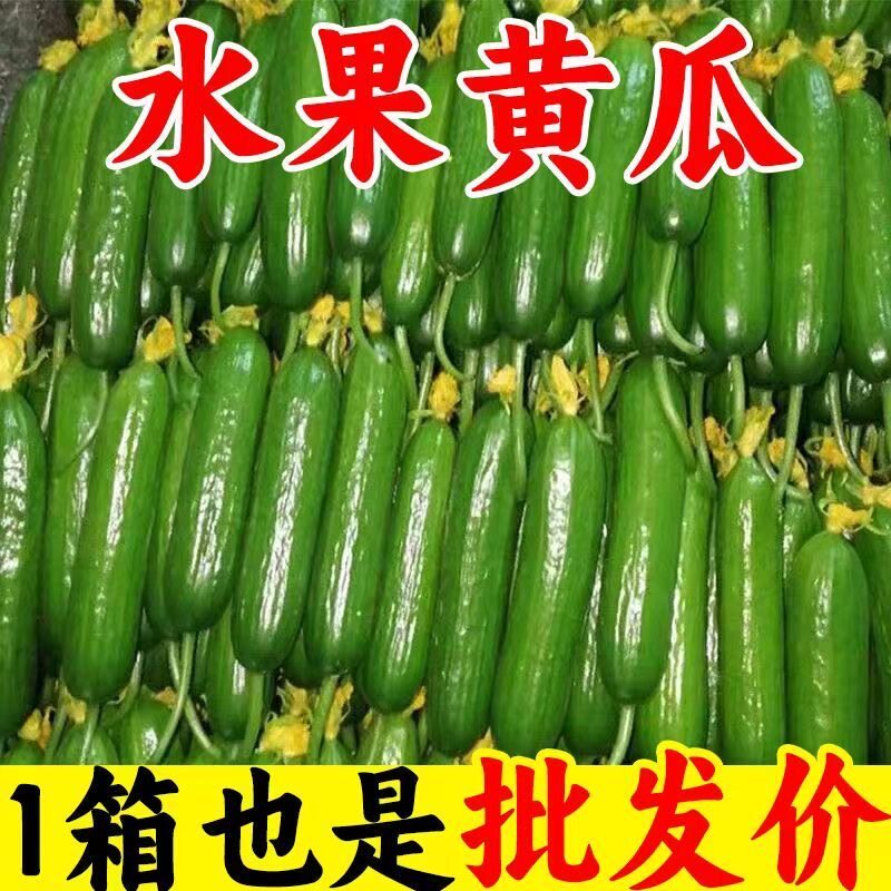 现摘水果小黄瓜新鲜黄瓜甜脆小青瓜荷兰蔬菜农家自种生吃5斤包邮