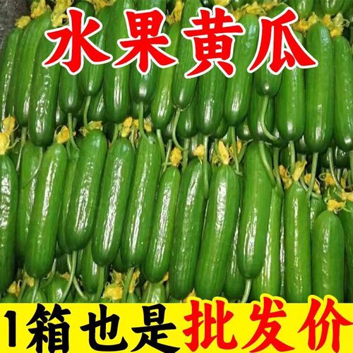 现摘水果小黄瓜生吃3斤包邮