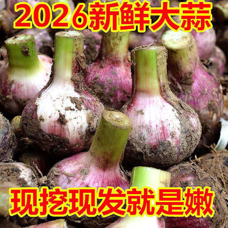 2026紫白皮大蒜新鲜大蒜头现挖湿蒜泡蒜腌蒜糖醋蒜腊八蒜红皮鲜蒜