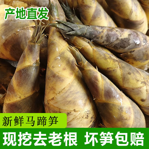 漳州马蹄笋现挖新鲜小绿竹笋带壳夏季笋水果笋凉拌沙拉笋时令蔬菜