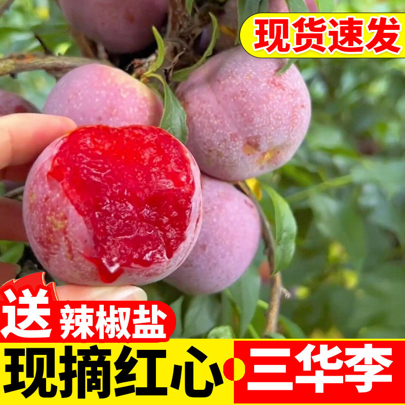 【现货速发】三华李新鲜水果现摘现发红心李李子水果青李脆酸爽口