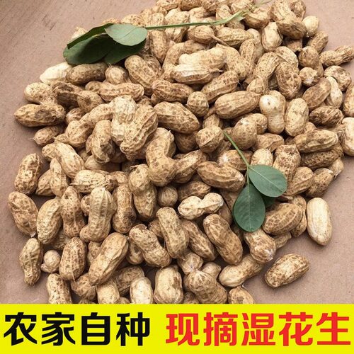 当季新鲜花生2026新货现挖湿花生带壳鲜花生农家粉白皮鲜花生水煮