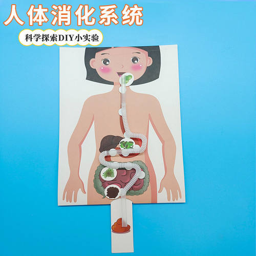 幼儿园区角手工科学实验科技小制作 DIY人体食物消化过程系统模型