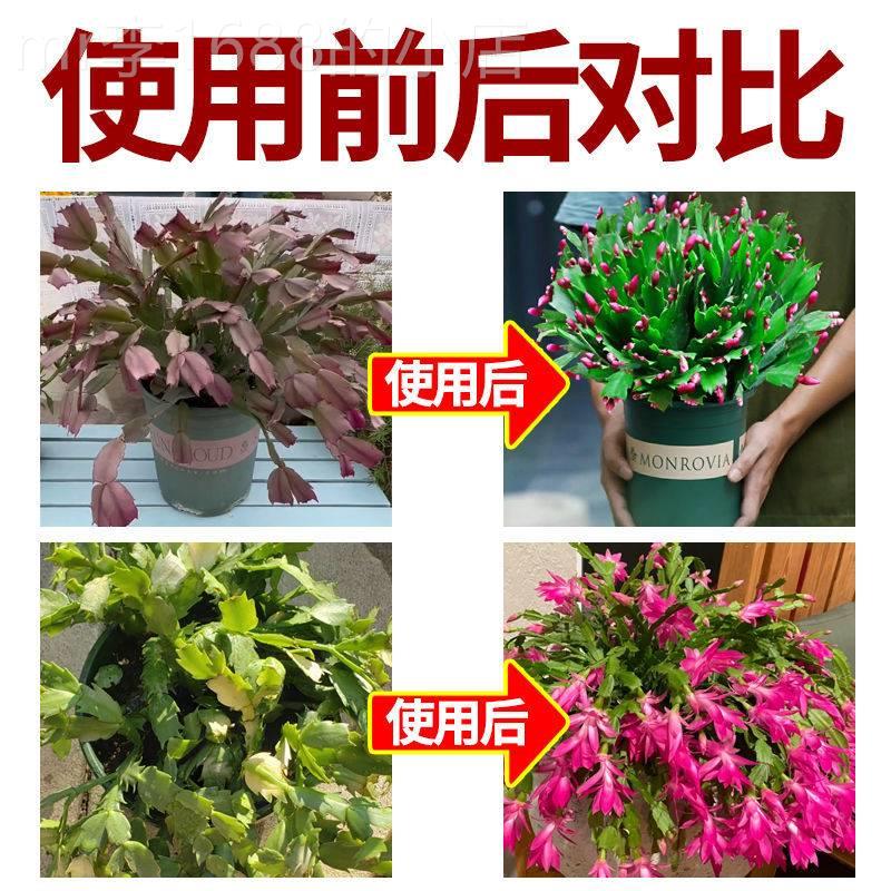 极速蟹爪兰专用肥k催花促花营养液蝴蝶兰兰花墨兰烂根盆栽室内养