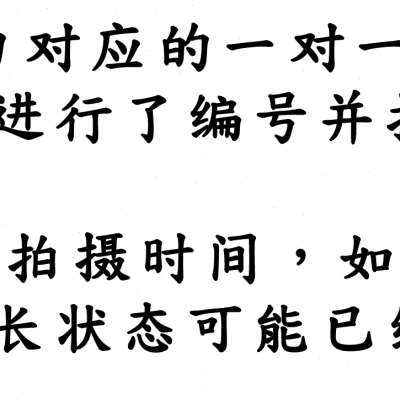 君君兰苑兰花苗   r莲瓣兰大雪素兰易养殖室内绿植草本花卉