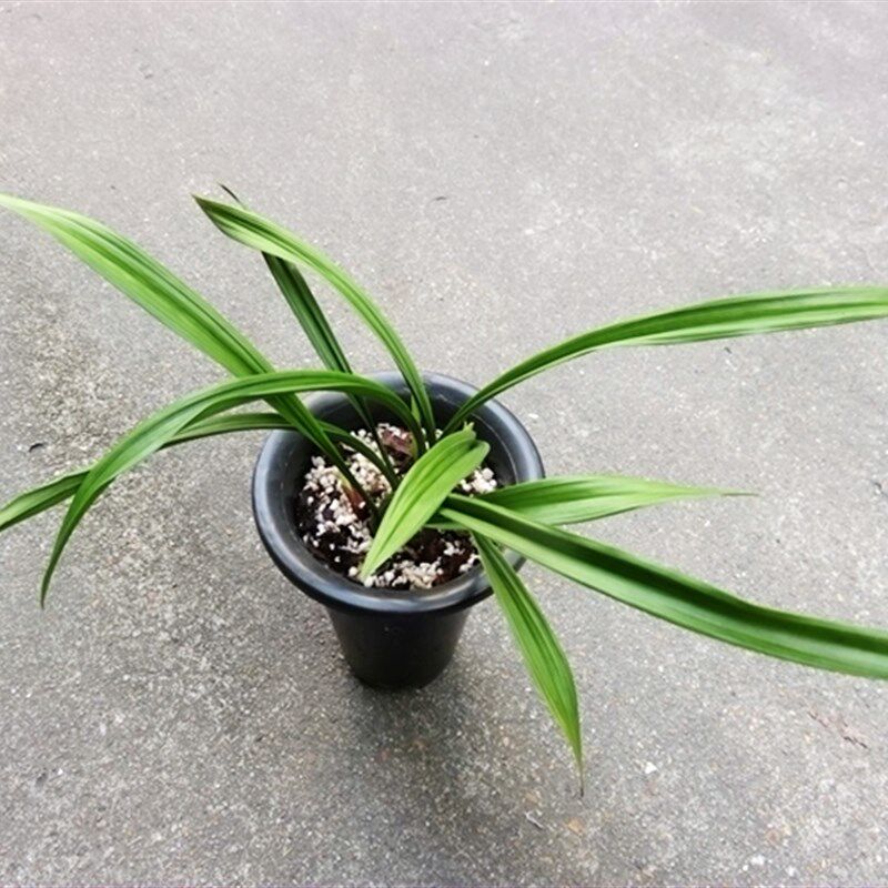新品厂实物兰花建兰四季兰中矮材色C花荷瓣-富康粉荷(此盆4苗2大