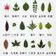 极速植物标本塑封膜天然真树叶y幼儿园手工贴画儿童diy干树叶落叶