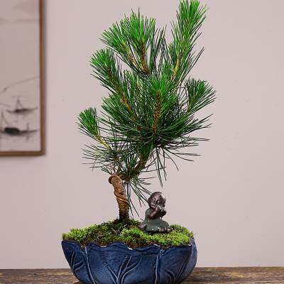 新品新小叶黄杨盆k景黑松造型六月雪清香木室内米竹办公桌面绿植