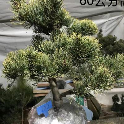 极速品五针松盆景树桩矮霸造型y黑松盆景实物 老桩短针大板松罗汉