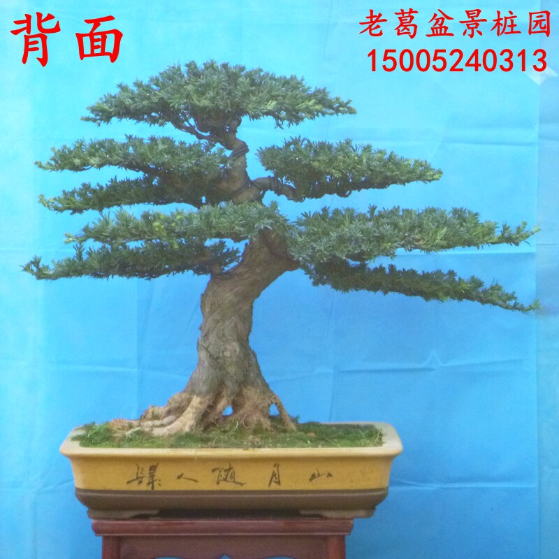 极速新品大型米叶罗汉松盆景uz树桩实物 过度好树型好 罗汉松造型