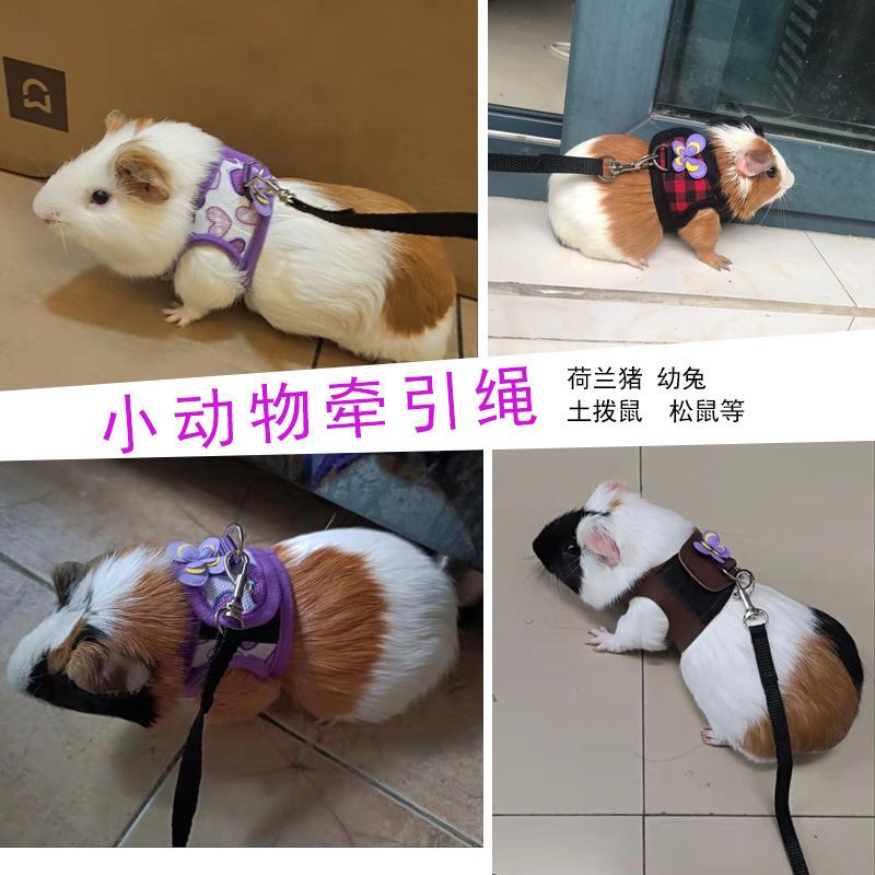 侏儒幼兔小宠外出牵引绳荷兰猪豚鼠天竺鼠胸背式便携遛宠绳