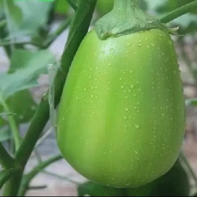 河南新鲜青茄子5斤3斤装