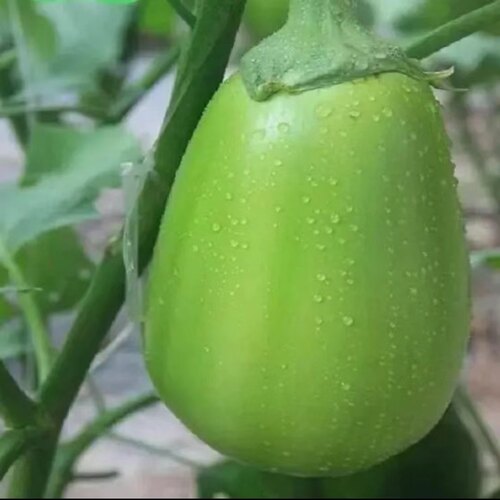 河南现摘鲜嫩青茄子5斤3斤装