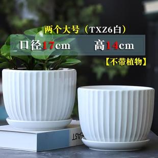 新疆 创意多肉室内家用吊兰绿 包邮 白色陶瓷花盆带托盘大号特大个性