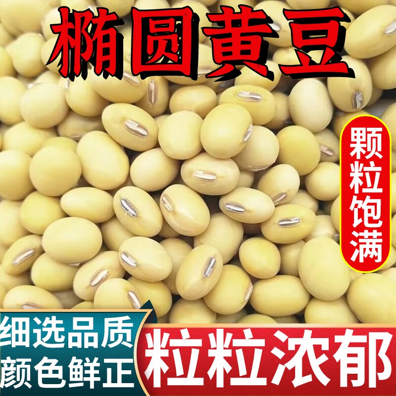 农家新黄豆打豆浆专用豆腐脑老品种本地笨土黄豆批发椭圆形土黄豆