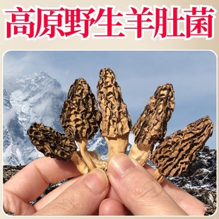 藏区高原野生羊肚菌干货野生500g特产干菌菇山珍蘑菇小金县山货