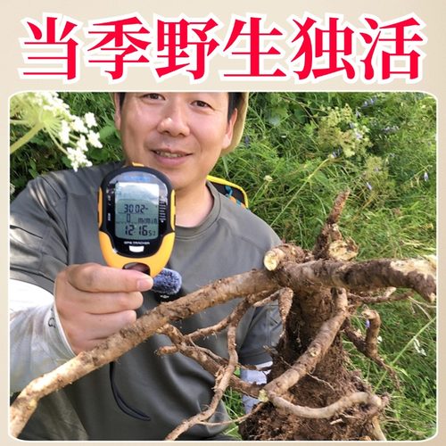 四川阿坝野生独活道地中药材整个切片天然鬼脸牛尾可做独活寄生汤