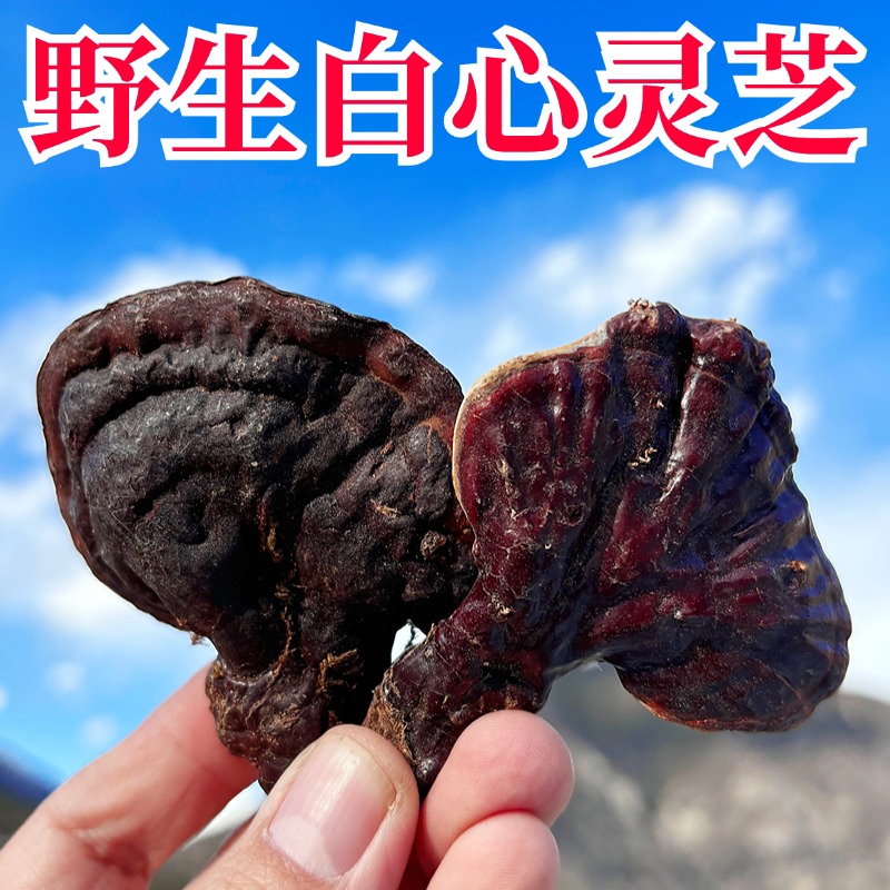 藏地野生灵芝干货中药材切片白心赤芝西藏白肉灵芝整朵正品可泡酒
