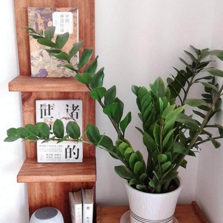 实木置物架落地转角书架隔板花架架子展示架杂志架侘寂风墙角创意