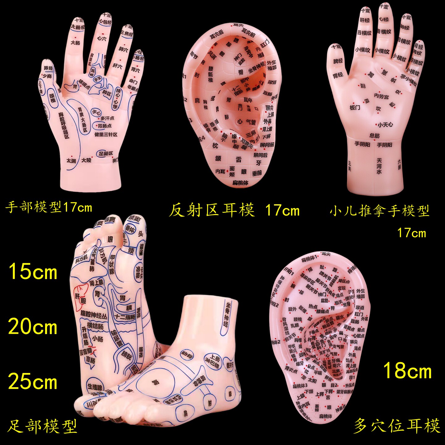 中医针灸模型小儿推拿耳部按摩图