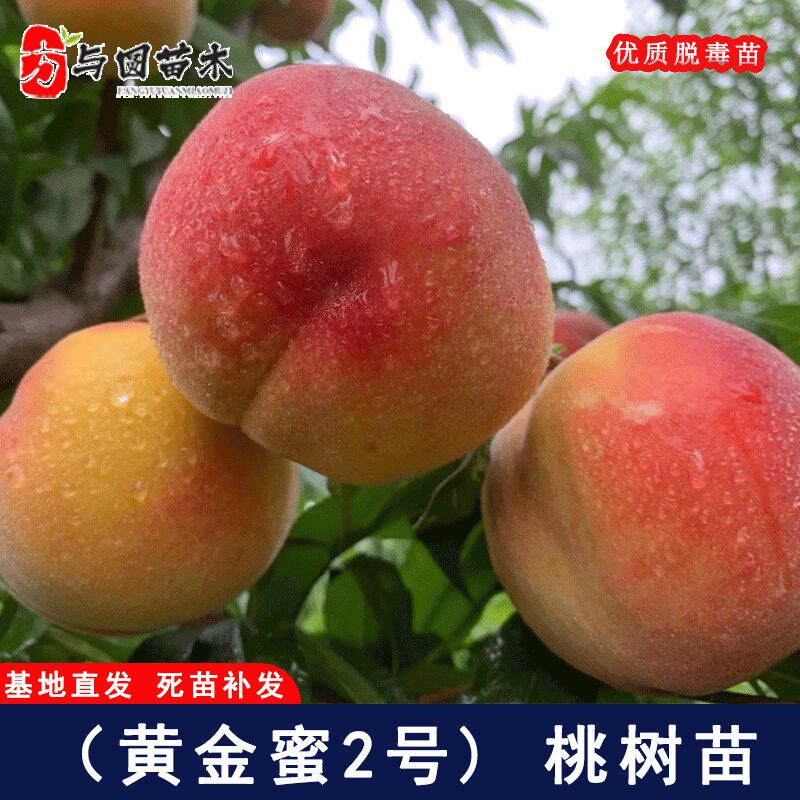 嫁接黄金蜜2号黄桃树苗早熟二号黄肉水蜜桃苗庭院种植苗当年结果